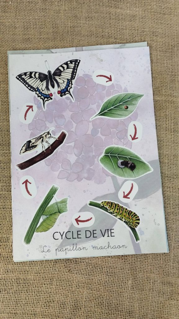 Stickers cycle de vie du papillon machon