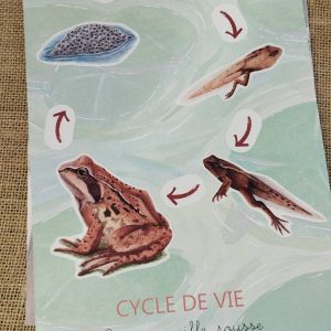 Stickers cycle de vie de la grenouille rousse