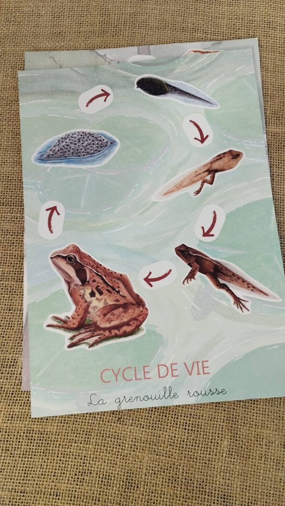 Stickers cycle de vie de la grenouille rousse