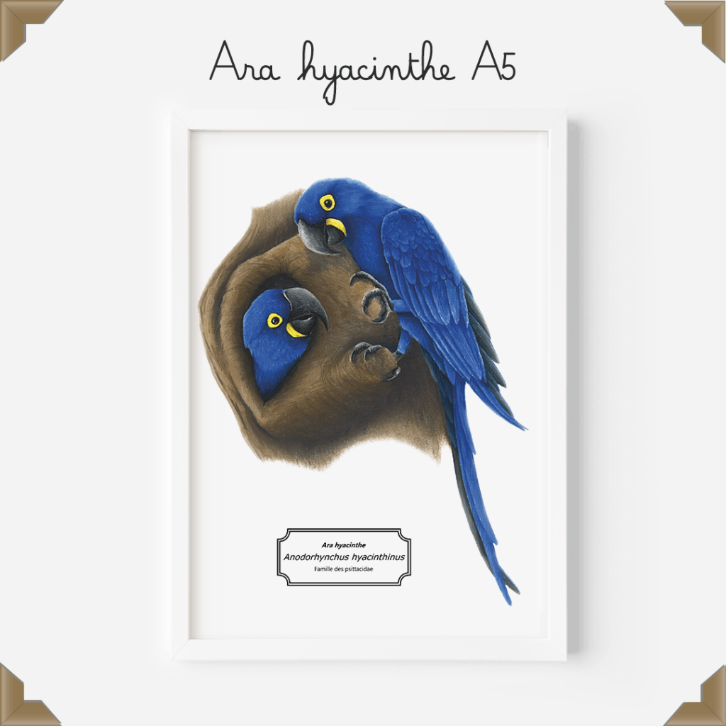 Affiche naturaliste – ara hyacinthe