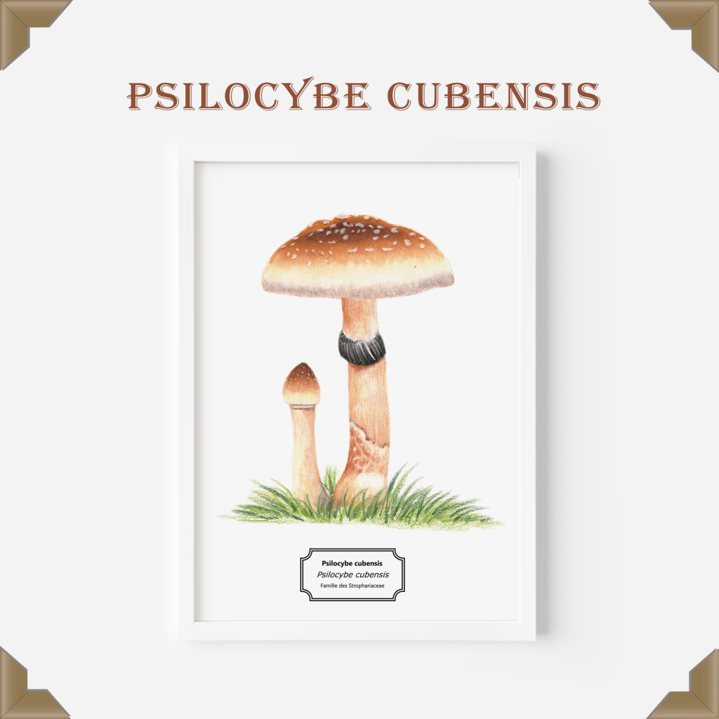 Affiche naturaliste Psilocybe cubensissite