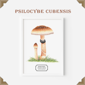 Affiche naturaliste Psilocybe cubensissite