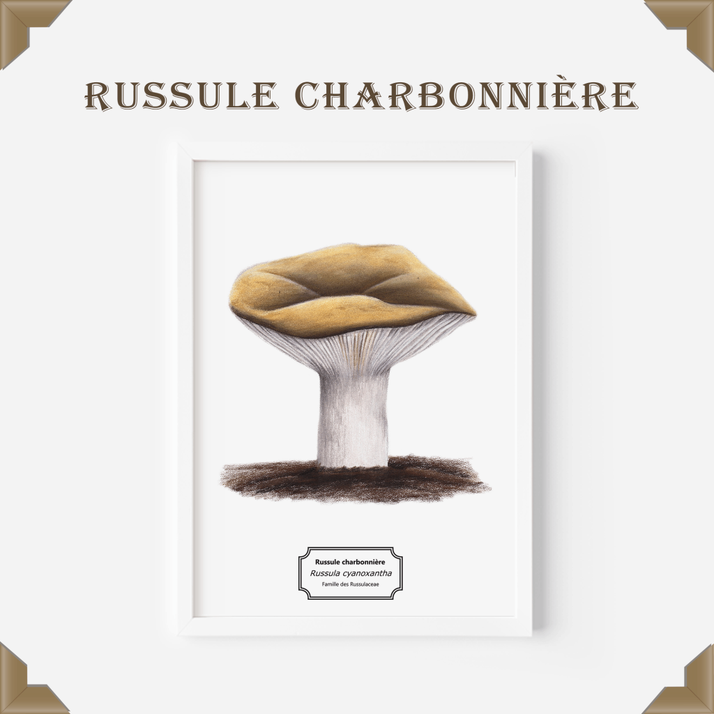 Affiche naturaliste Russule charbonnière