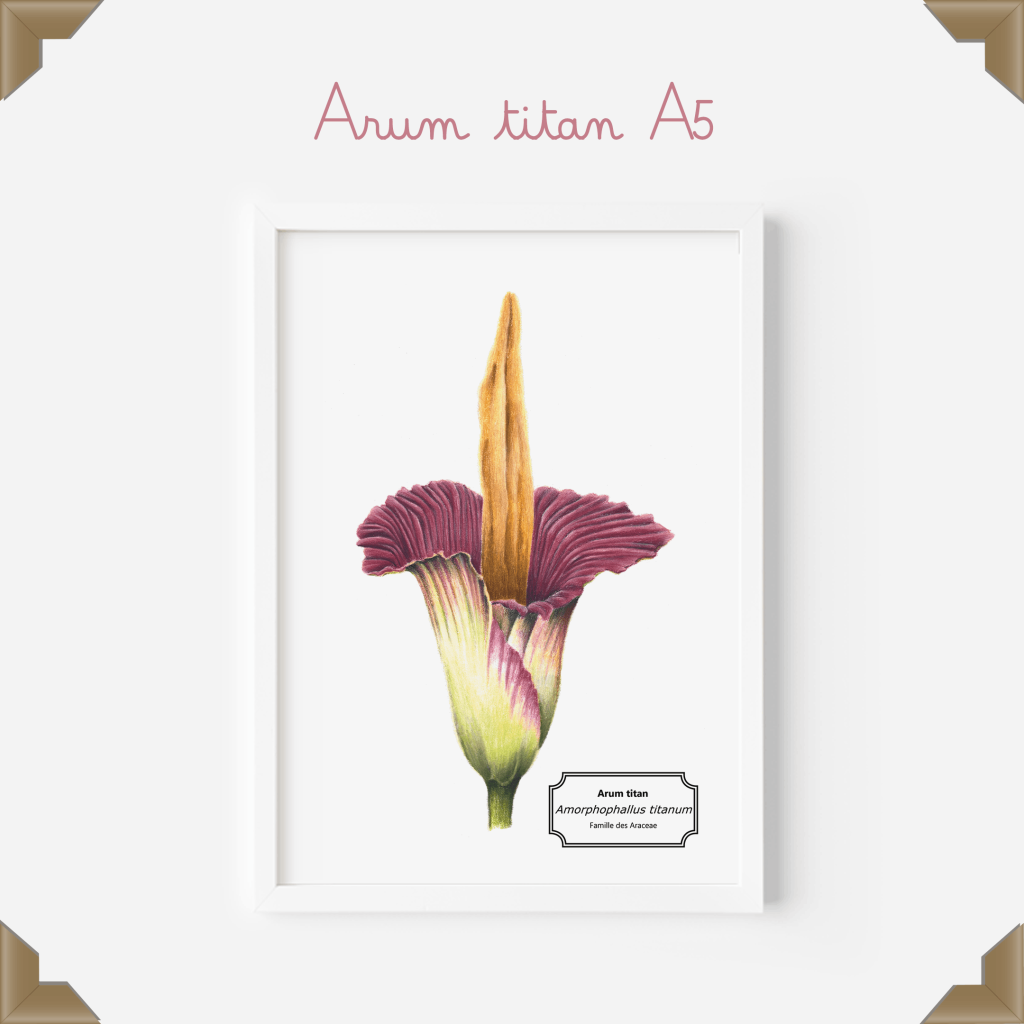 Affiche naturaliste – arum titan