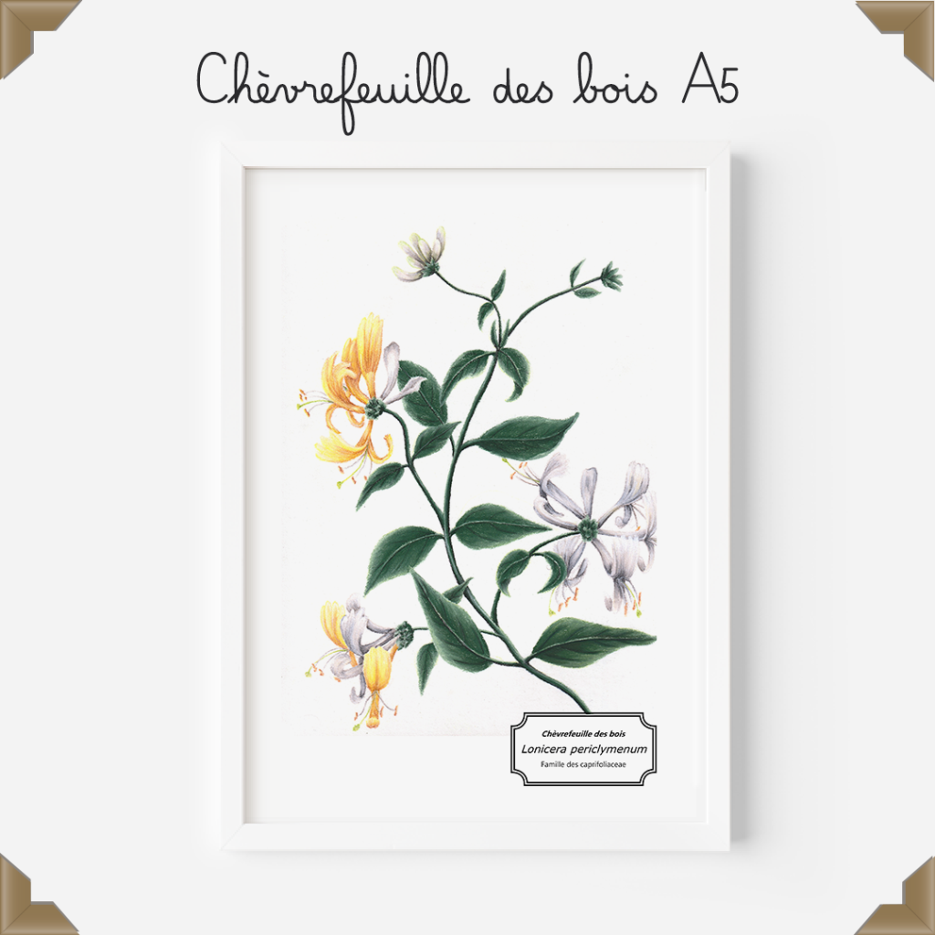 affiche botanique chèvrefeuille des bois