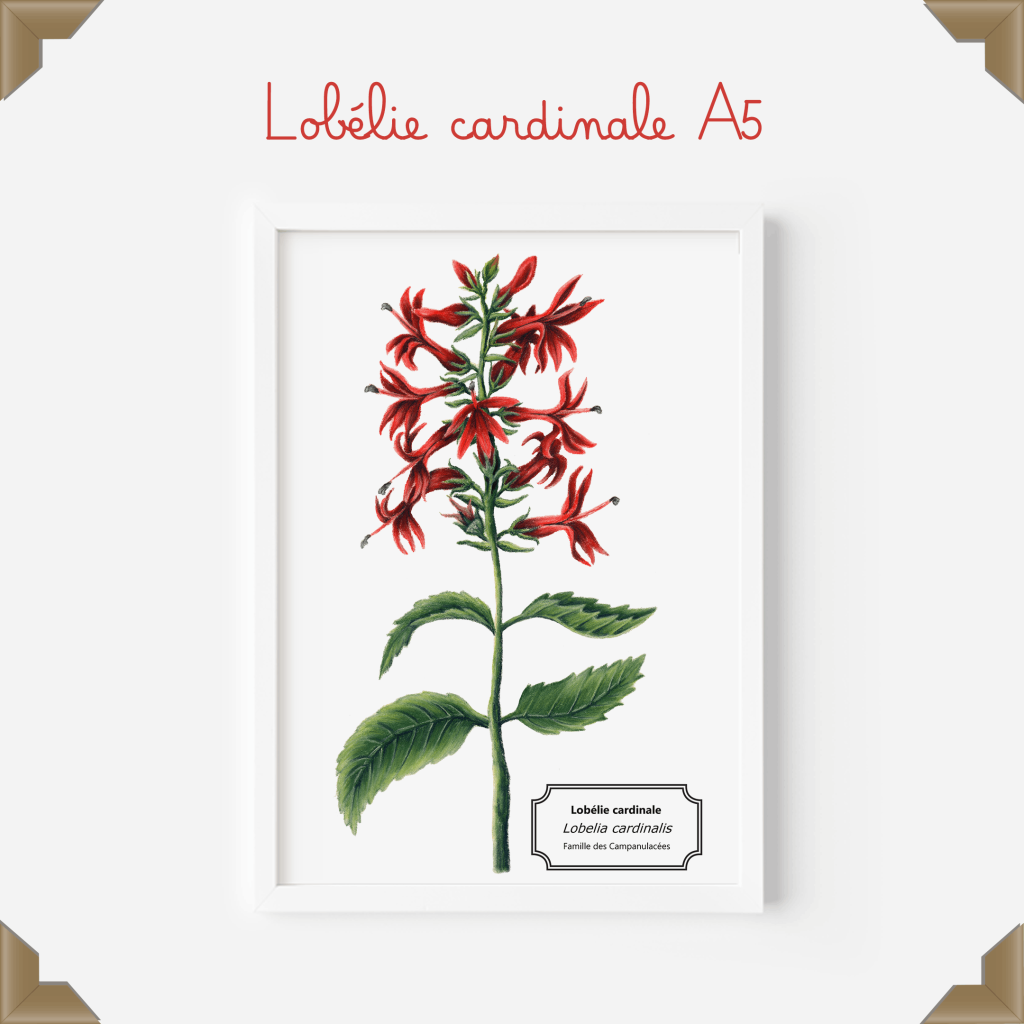 Affiche naturaliste – lobélie cardinale