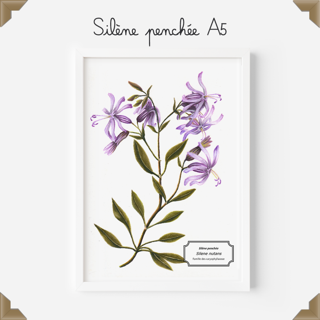 affiche botanique silène penchée