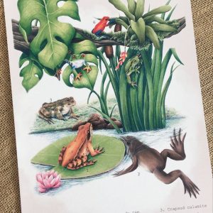 Affiche naturaliste les anoures. Une planche éducative