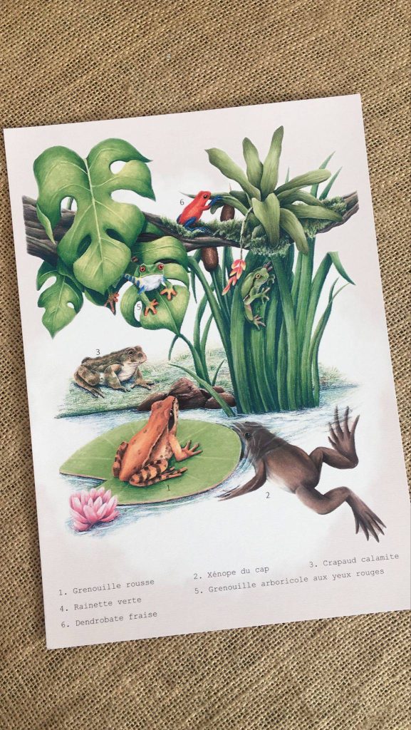 Affiche naturaliste les anoures. Une planche éducative