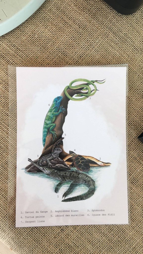 Affiche naturaliste les reptiles. Une planche éducative