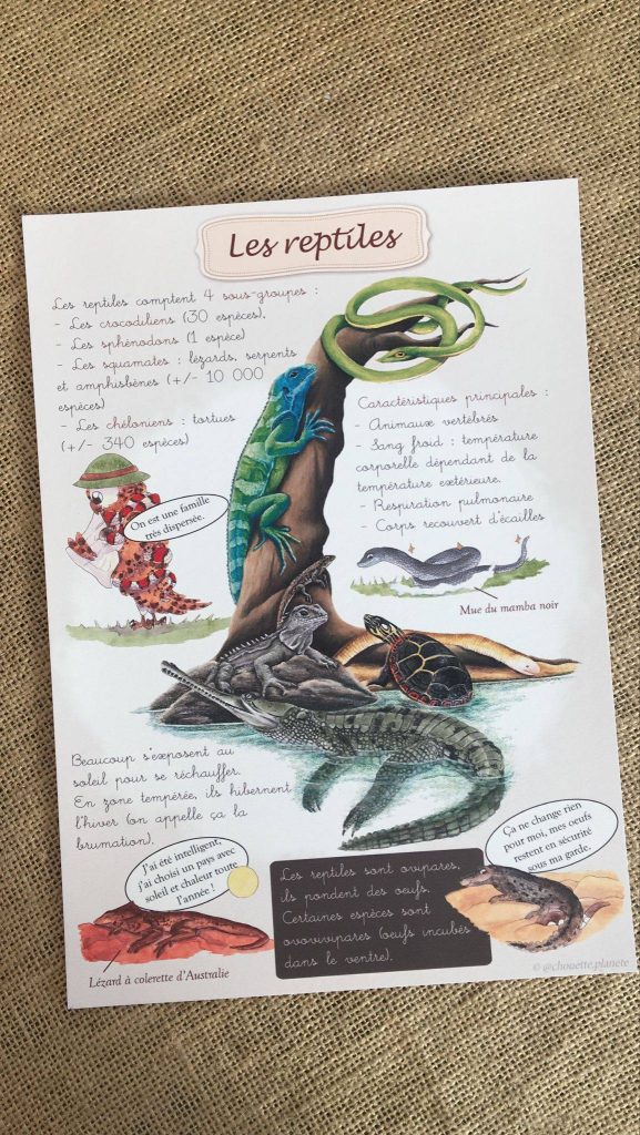 Affiche éducative les reptiles. Une planche éducative