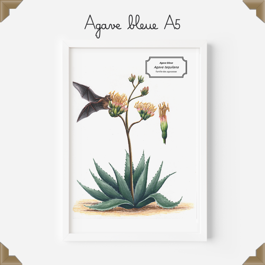 affiche naturaliste agave bleue