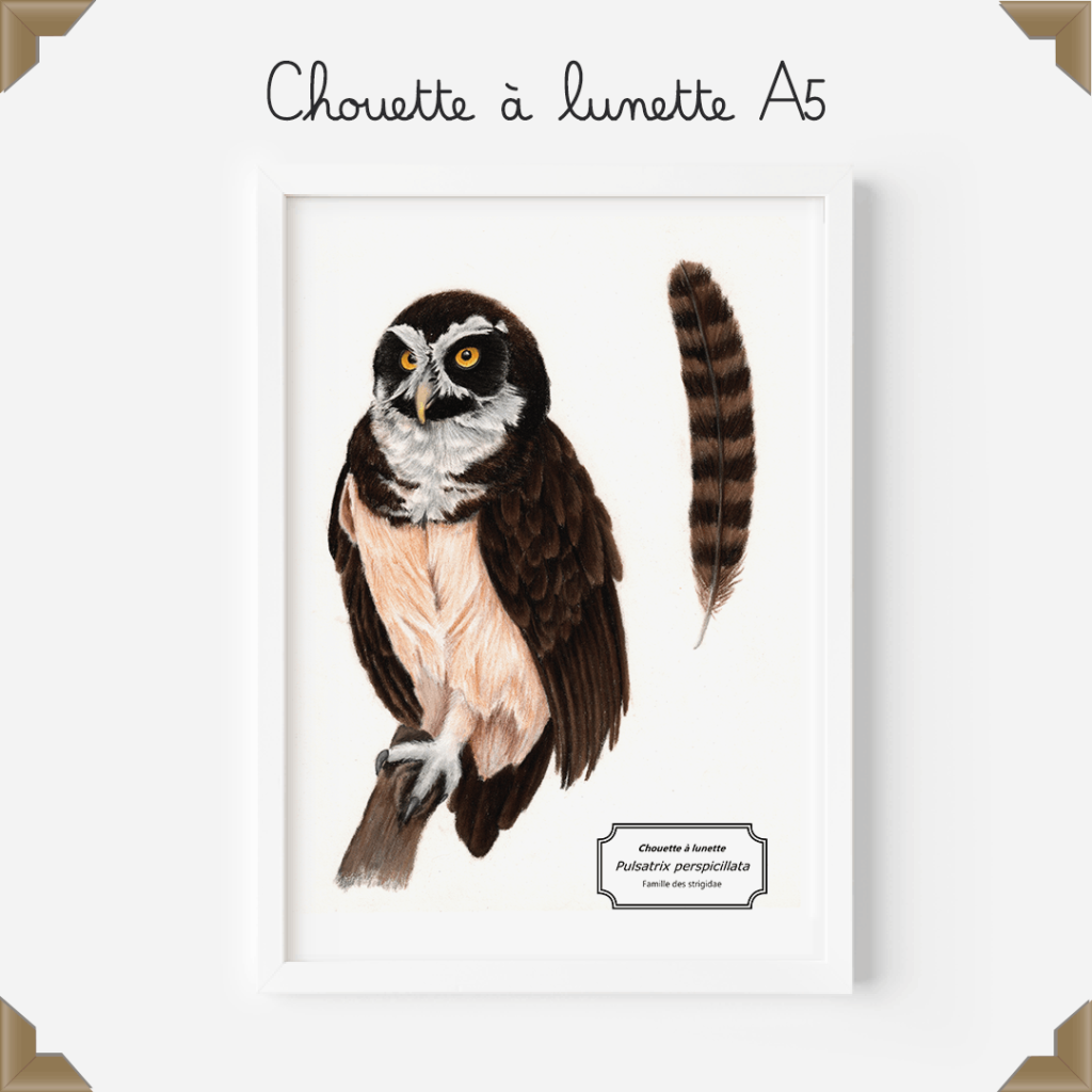 Affiche naturaliste - chouette à lunette