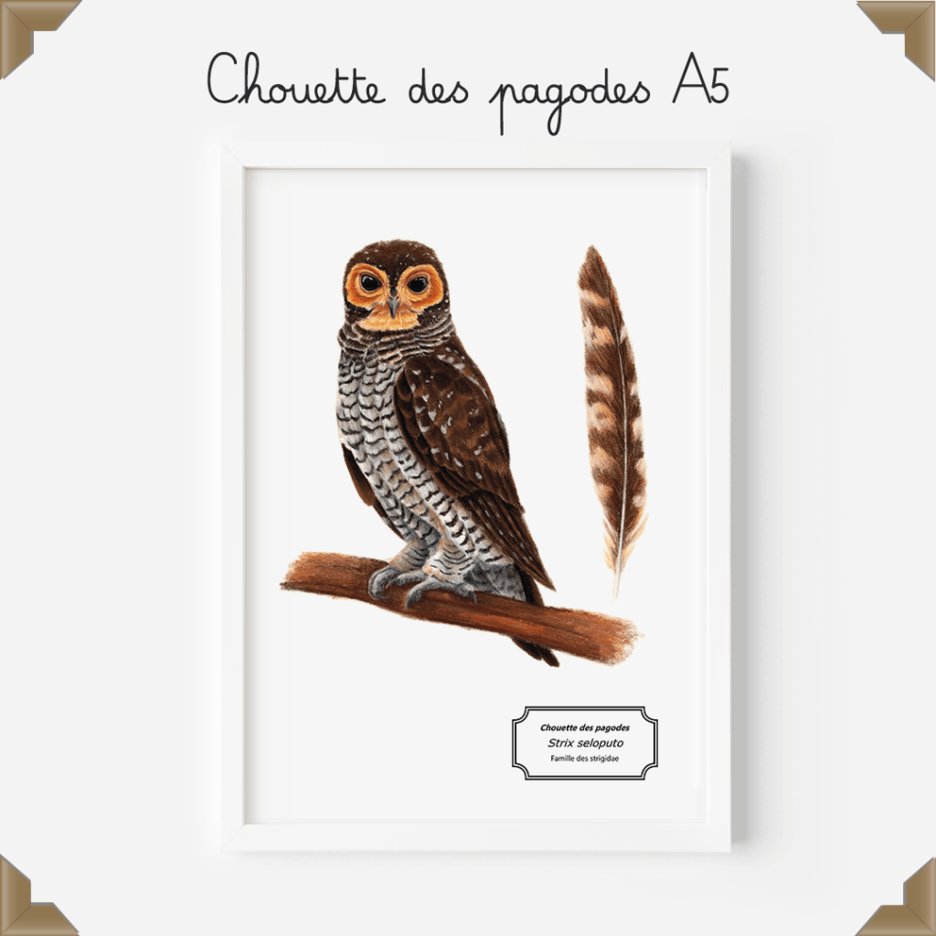 Affiche naturaliste - chouette des pagodes