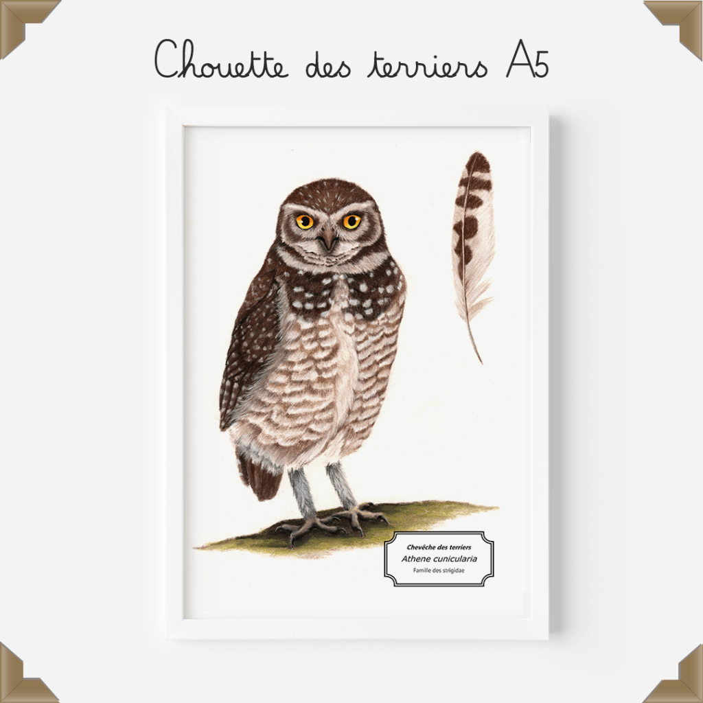 Affiche naturaliste – chouette des terriers