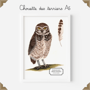 Affiche naturaliste – chouette des terriers