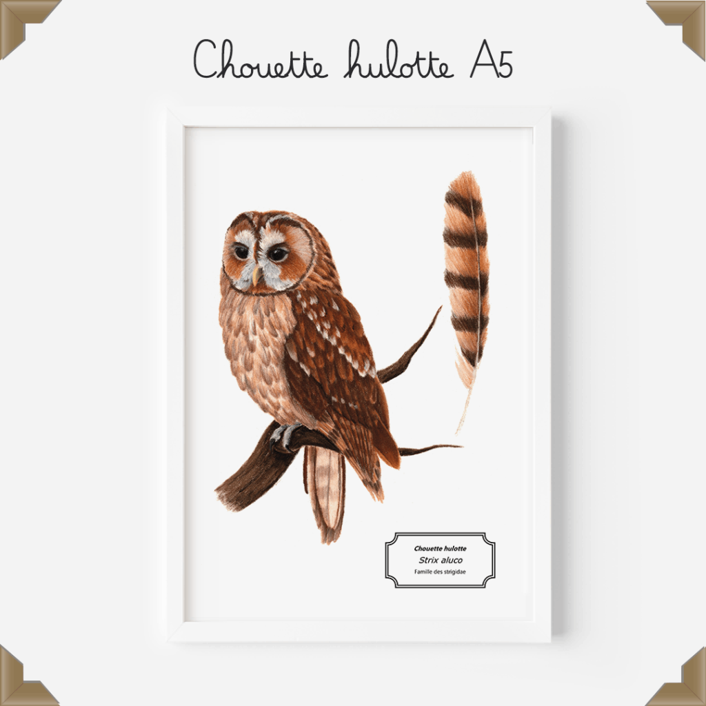 Affiche naturaliste – chouette hulotte