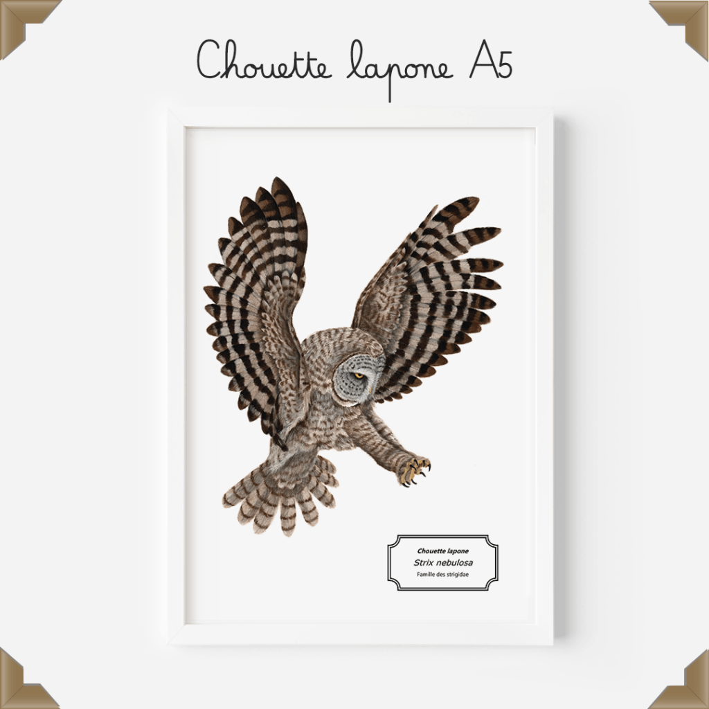 Affiche naturaliste – chouette lapone