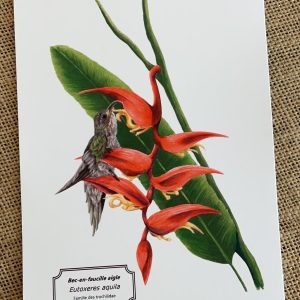 Affiche naturaliste – colibri bec en faucille aigle