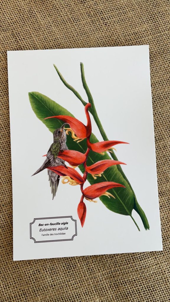 Affiche naturaliste – colibri bec en faucille aigle