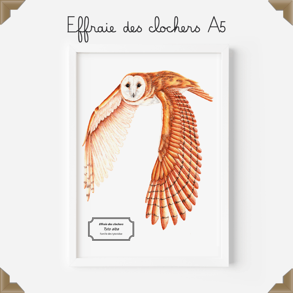 Affiche naturaliste – effraie des clochers