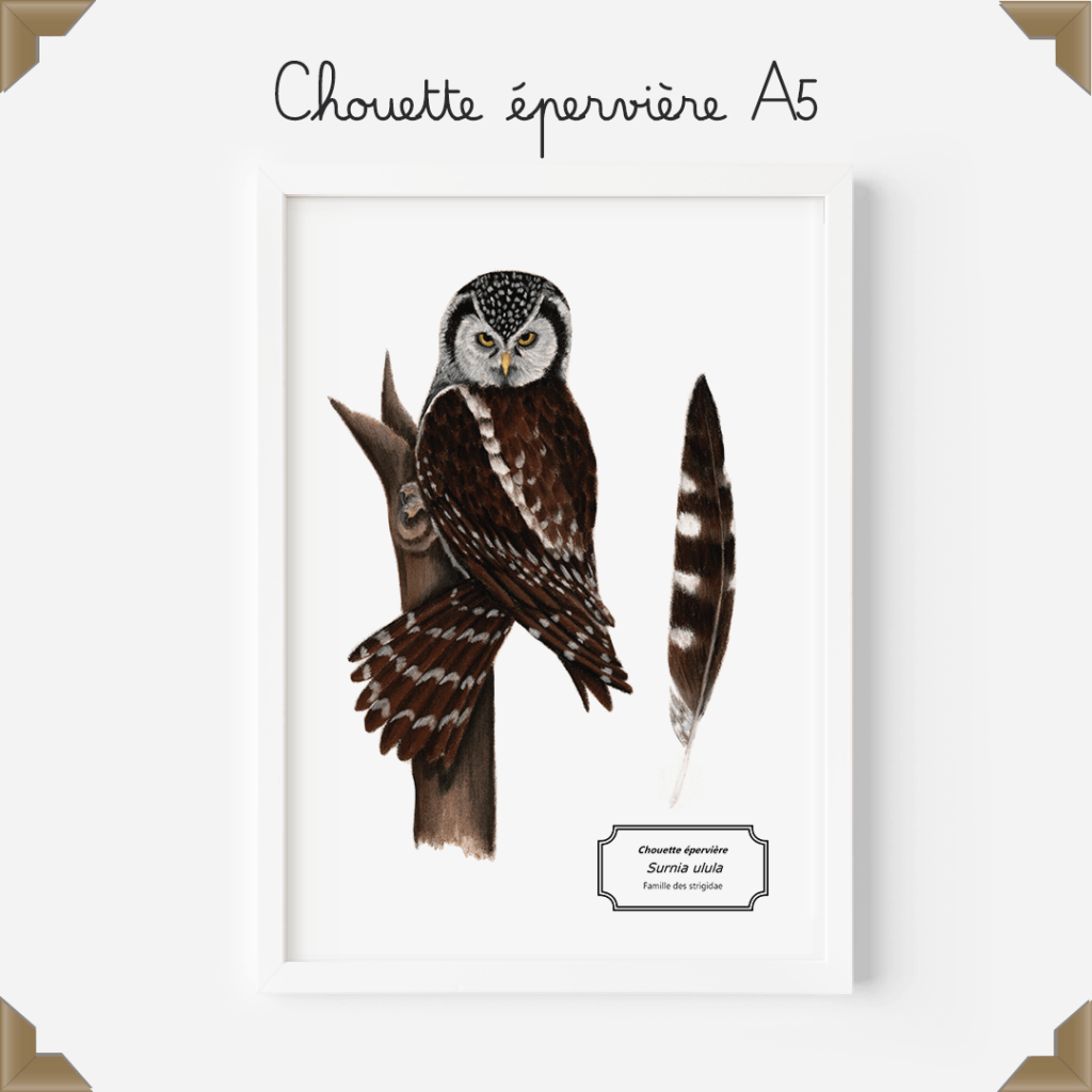 Affiche naturaliste – chouette épervière