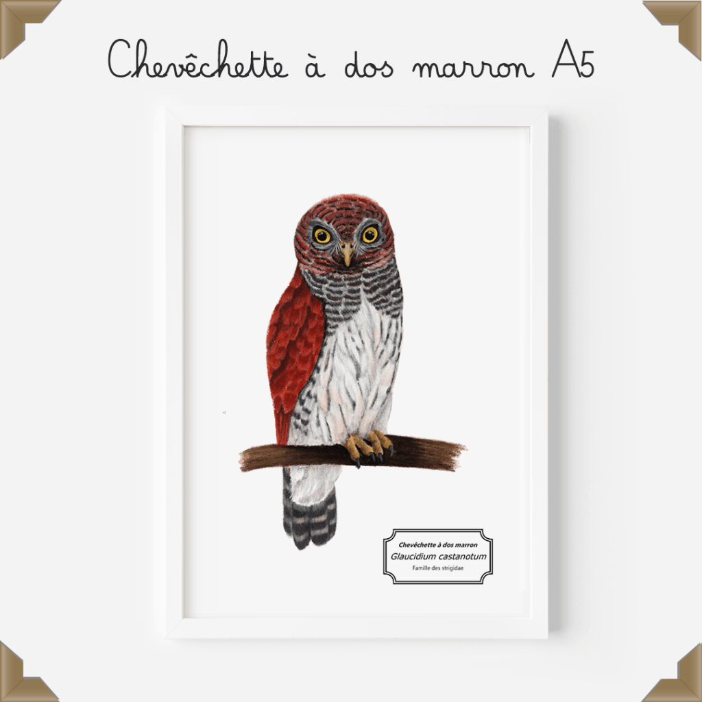 Affiche naturaliste – chevêchette à dos marron