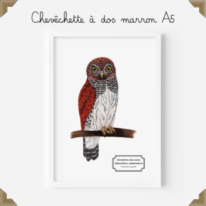 Affiche naturaliste – chevêchette à dos marron