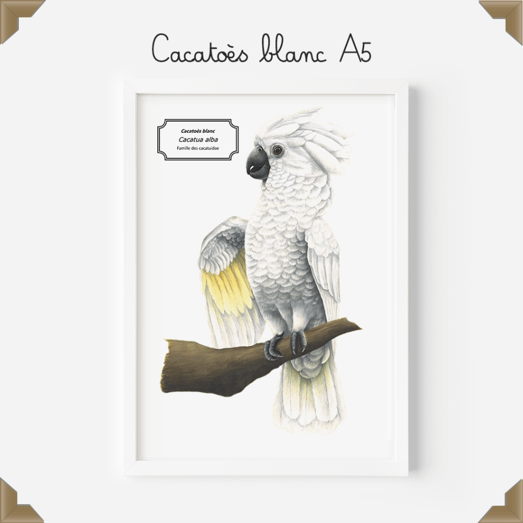 Affiche naturaliste – cacatoès alba