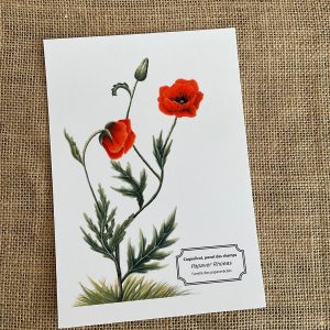 Affiche botaniste du coquelicot