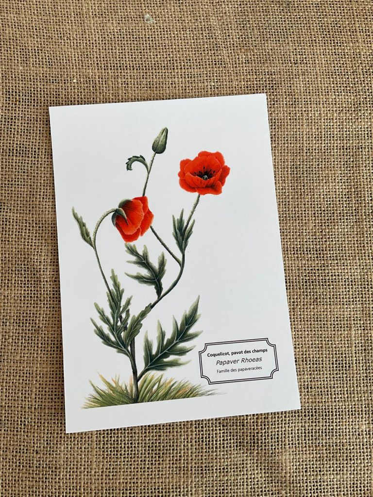 Affiche botaniste du coquelicot