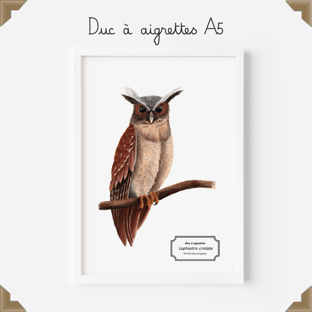 Affiche naturaliste – duc à aigrettes