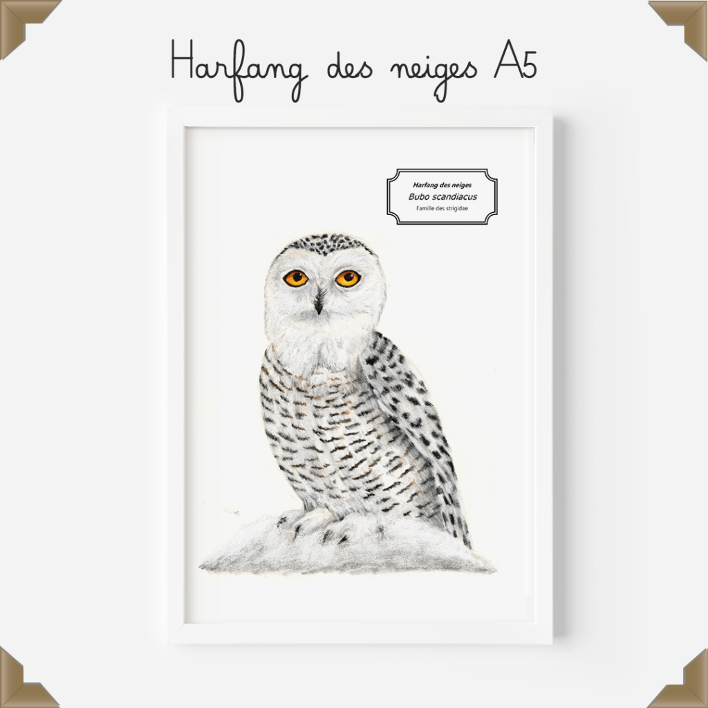 Affiche naturaliste – harfang des neiges