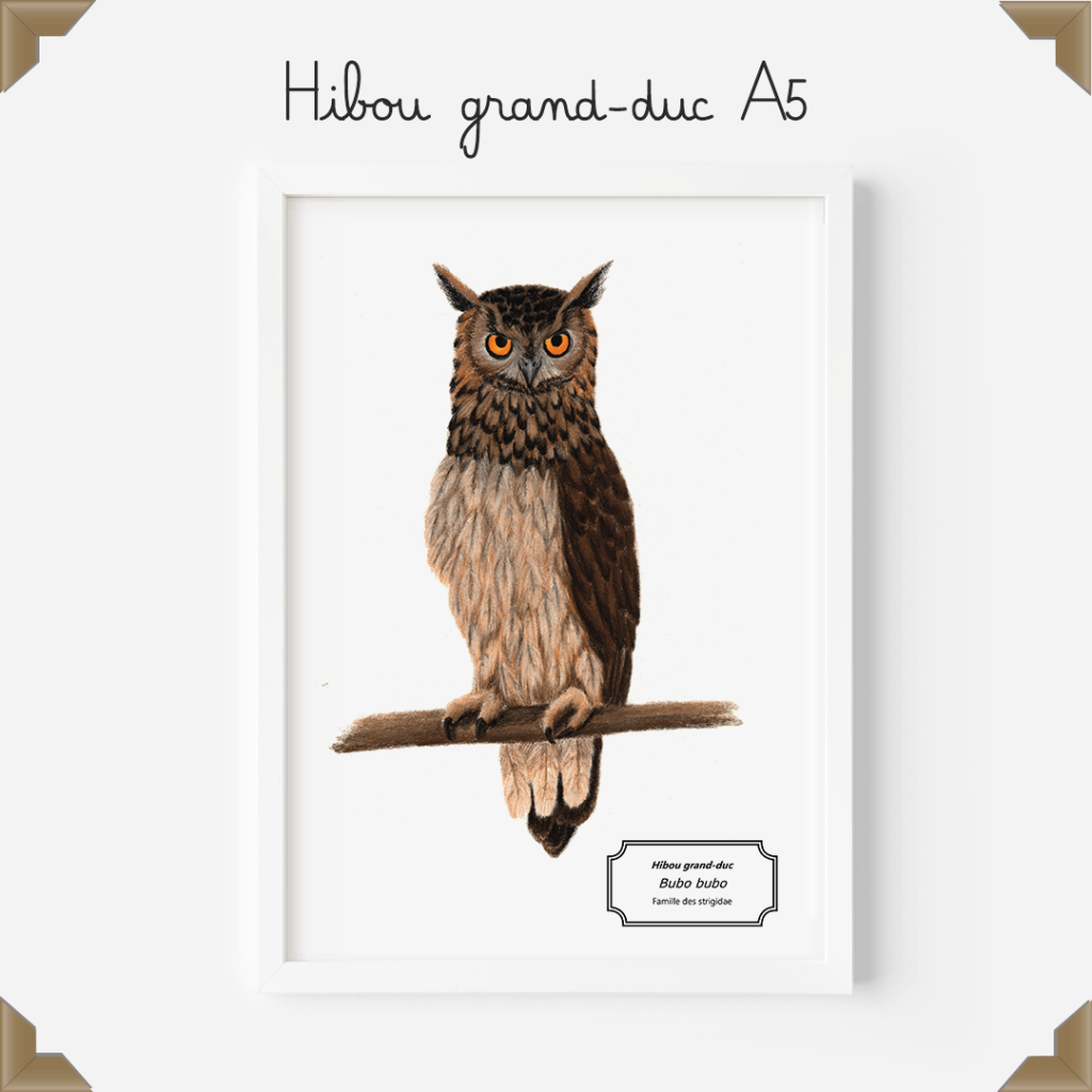 Affiche naturaliste – hibou grand-duc