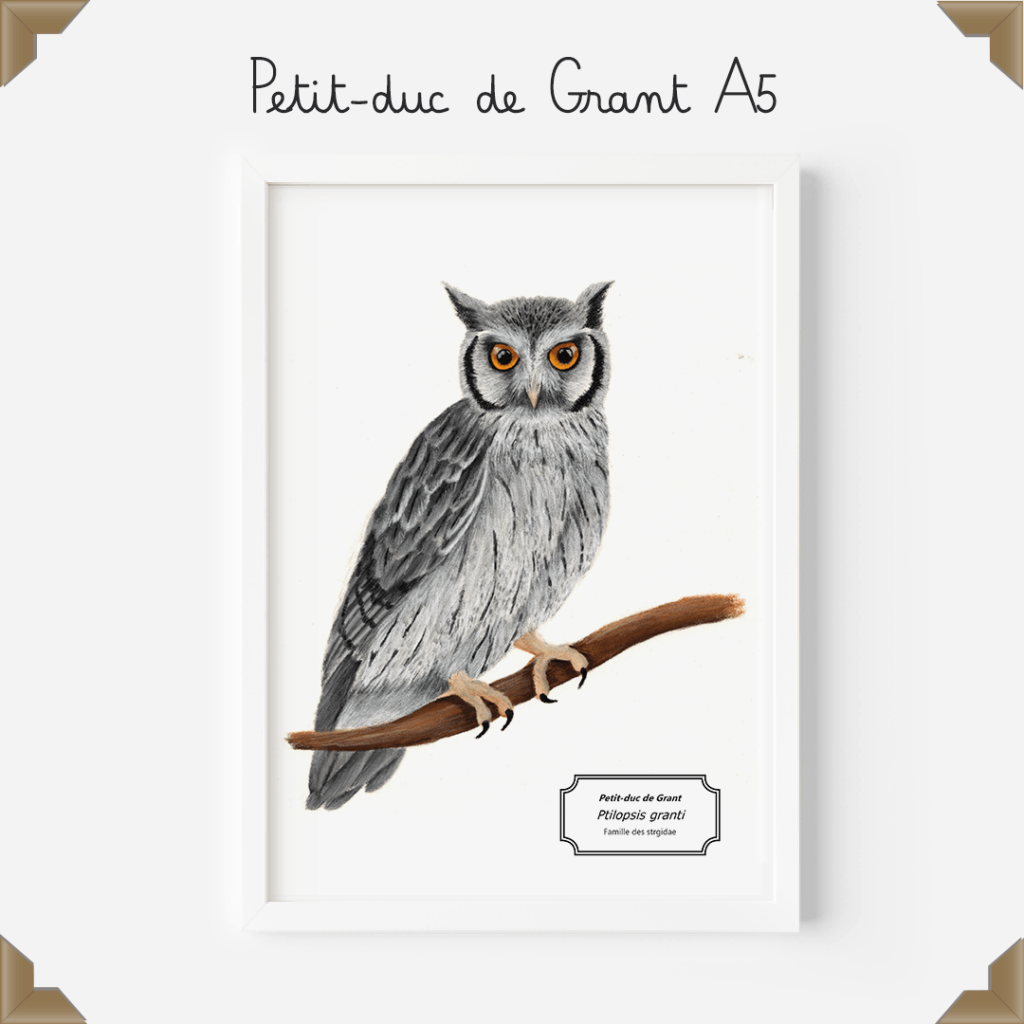Affiche naturaliste – petit-duc de Grant