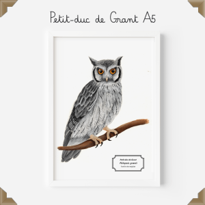 Affiche naturaliste – petit-duc de Grant