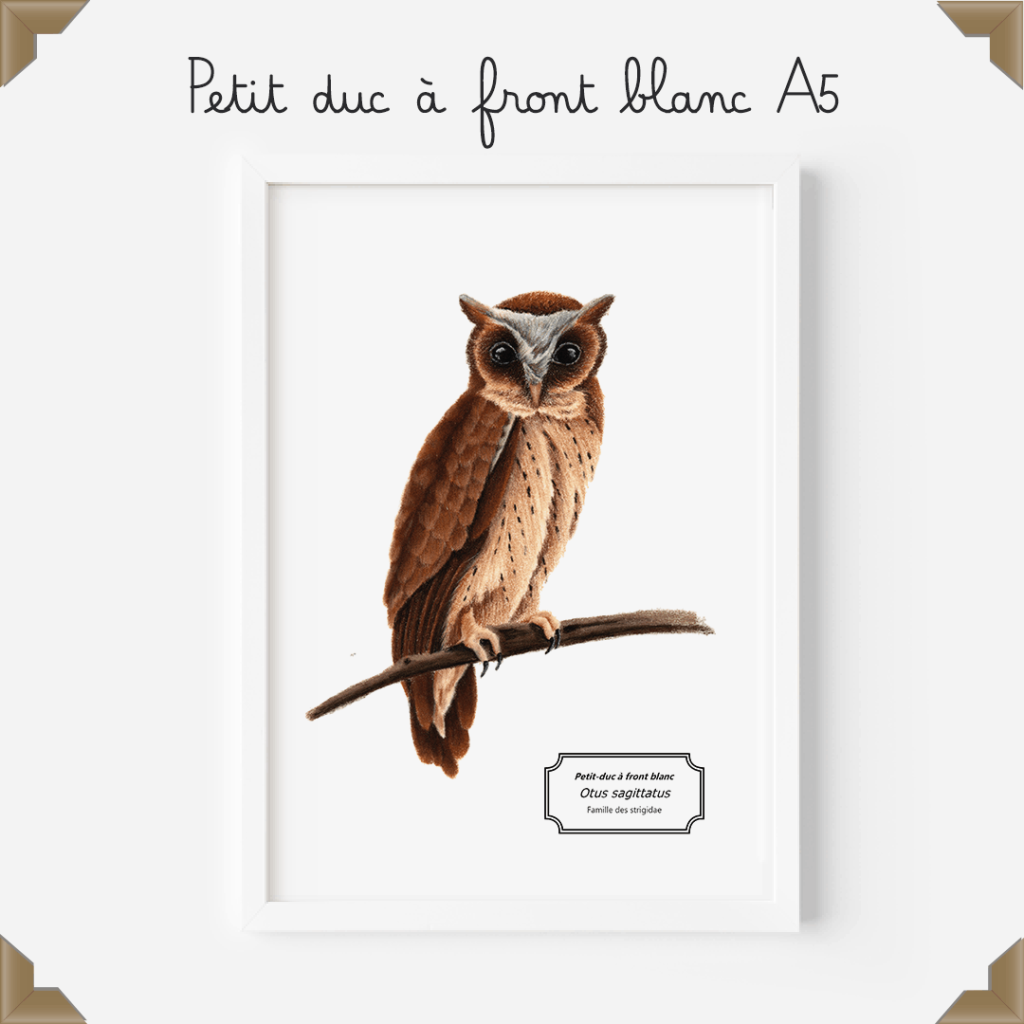 Affiche naturaliste – petit duc à front blanc