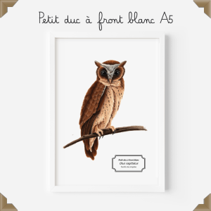 Affiche naturaliste – petit duc à front blanc