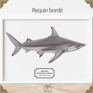 Affiche naturaliste d’un requin bordé