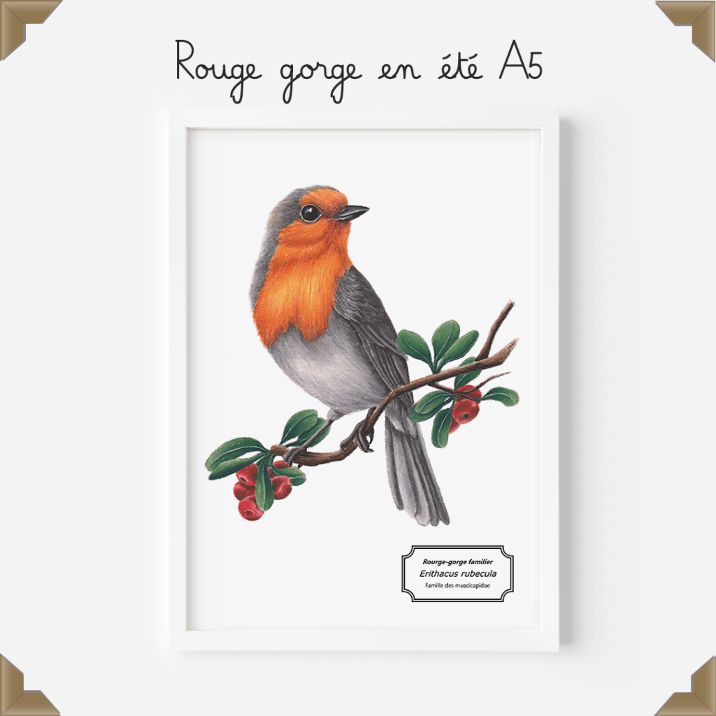 Affiche naturaliste – rouge-gorge en été