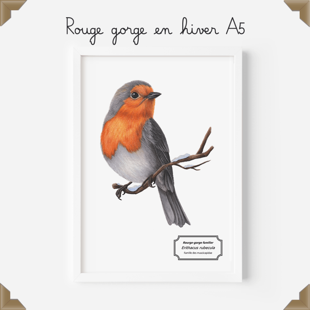 Affiche naturaliste – rouge-gorge en hiver