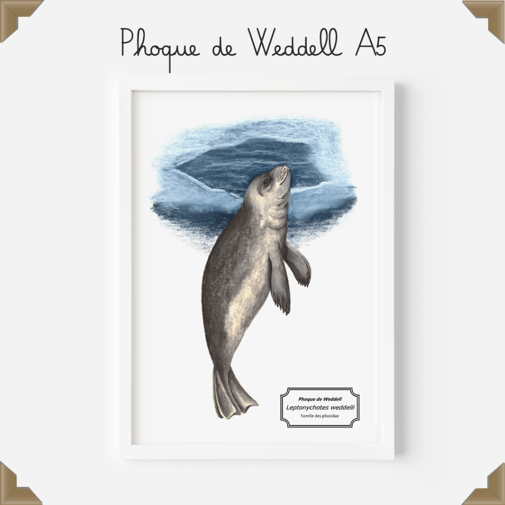 Affiche naturaliste phoque de weddell