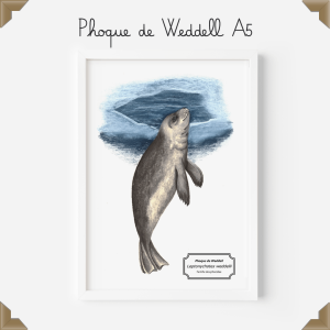 Affiche naturaliste phoque de weddell