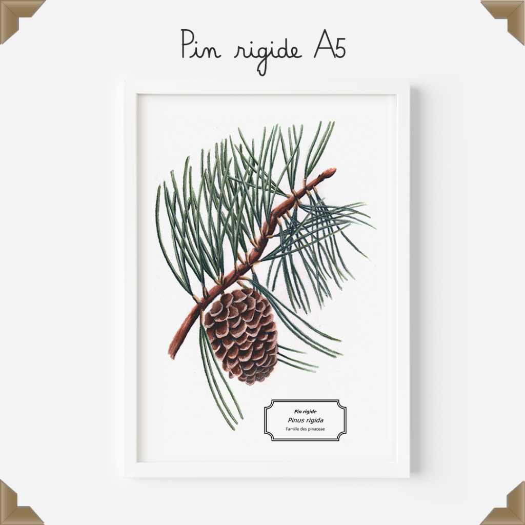affiche naturaliste pin rigide