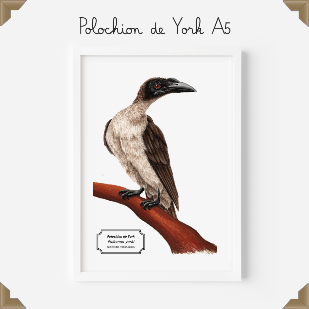 Affiche naturaliste – polochion de York