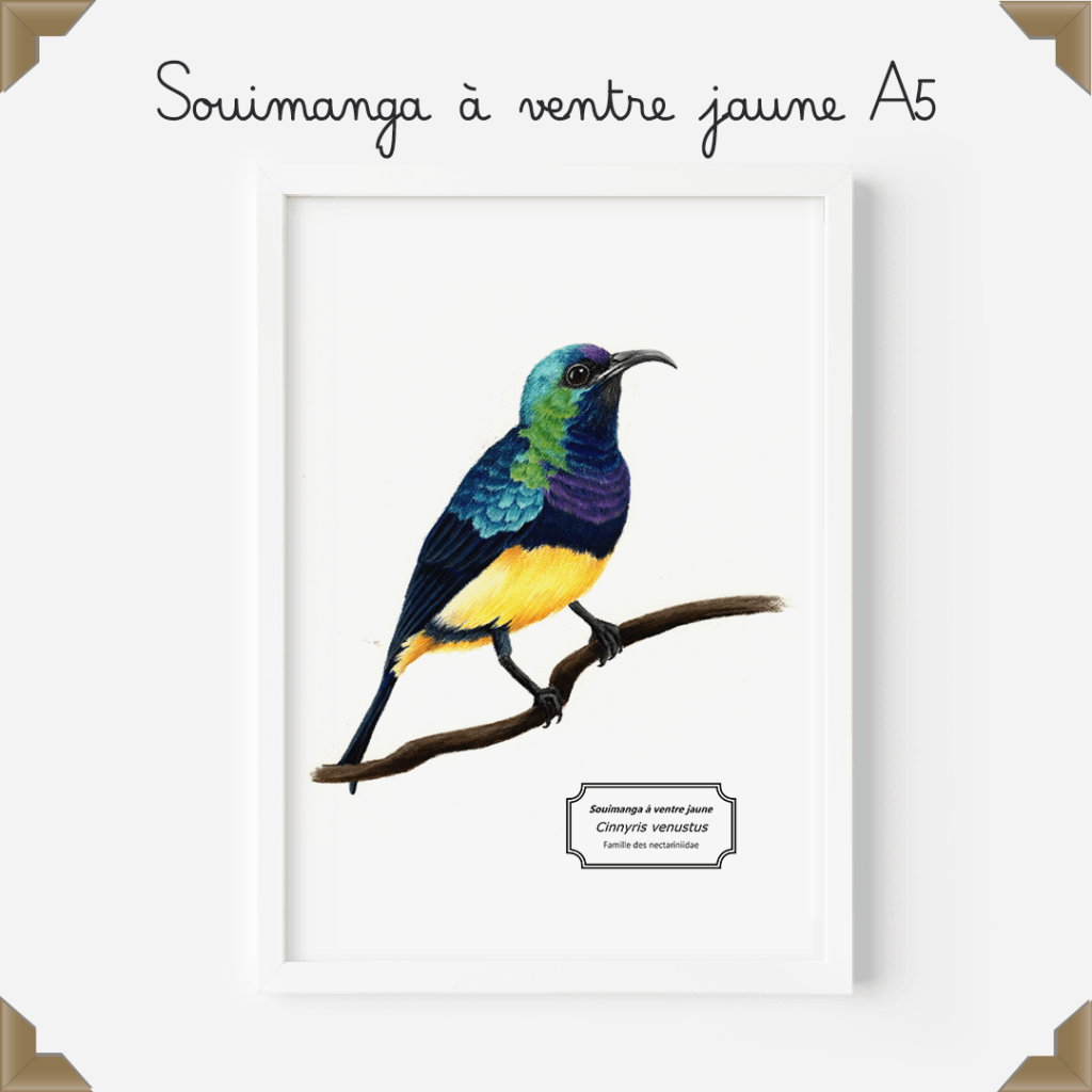 Affiche naturaliste – souimanga à ventre jaune