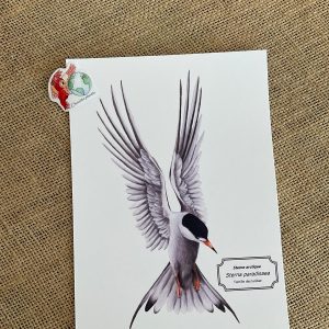 Affiche naturaliste sterne arctique
