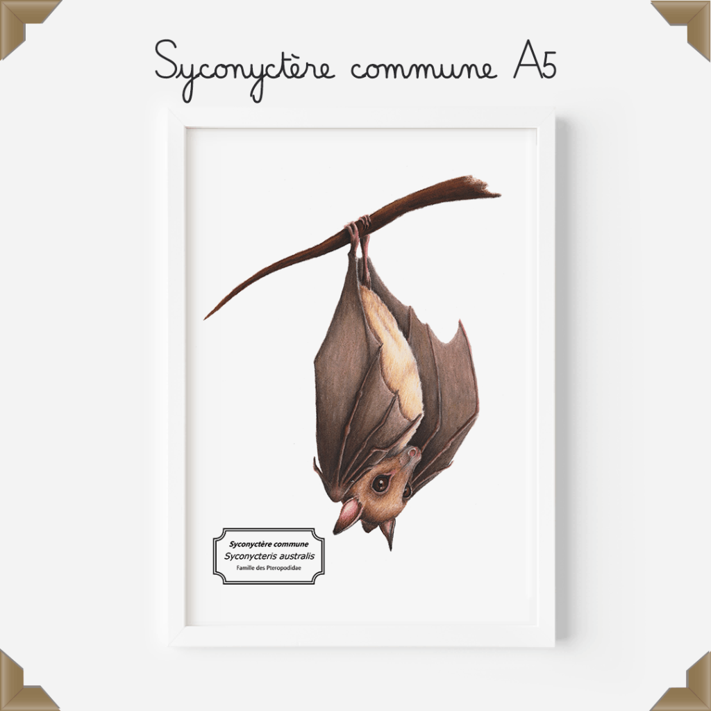 affiche naturaliste syconyctère commune