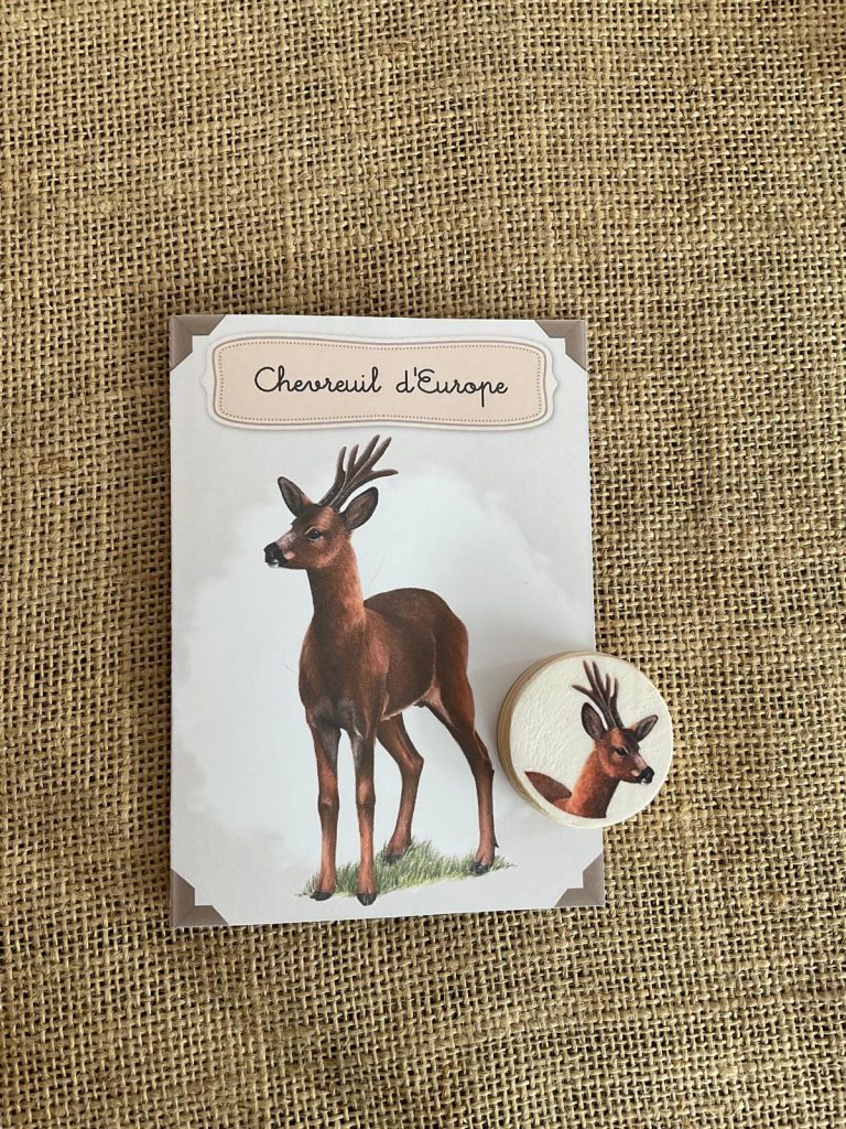 Kit éducatif, le chevreuil d'Europe