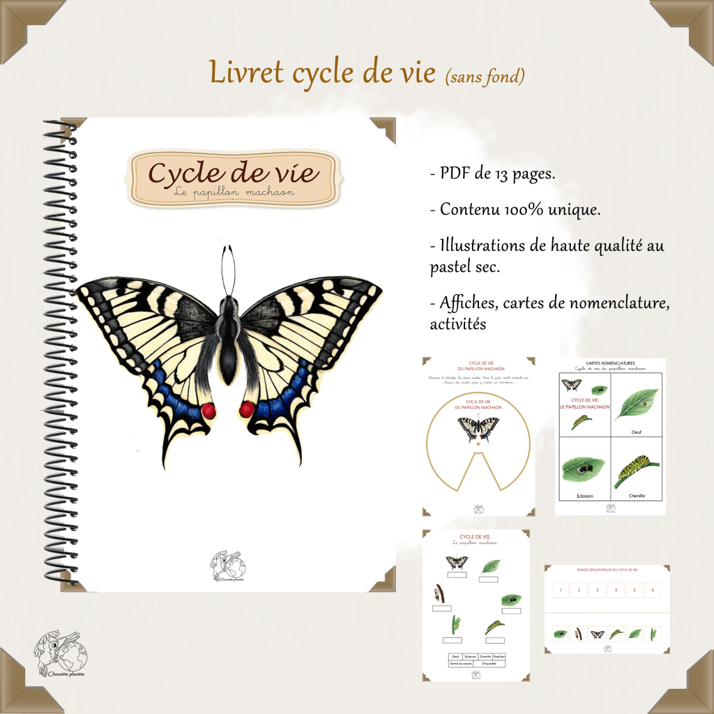 Cycle de vie des papillons.
